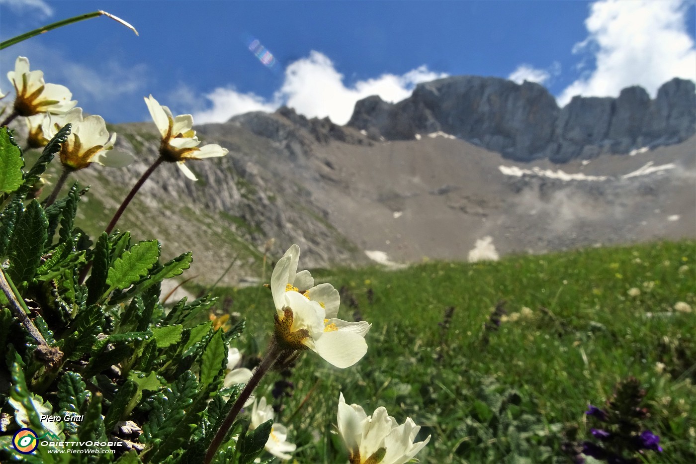 50 Camedrio alpino (Dryas octopetala)  con pareti rocciose versante nord d'Arera.JPG